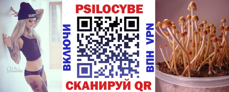 купить   Задонск  omg ссылки  Псилоцибиновые грибы Psilocybe 